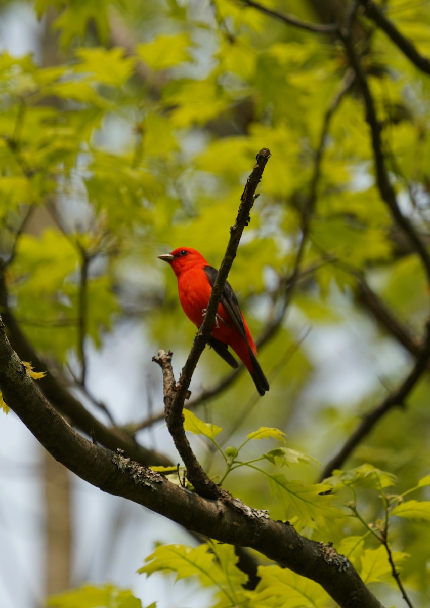 Scarlet Tanager - ML573077631
