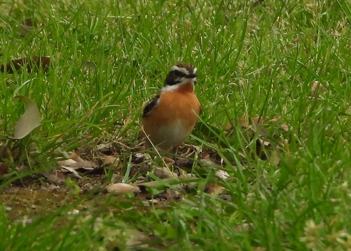 Whinchat - ML573079091