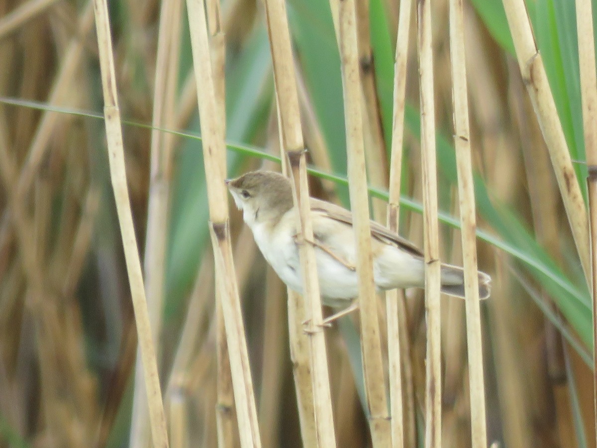 Common Reed Warbler - Thomas Gibson