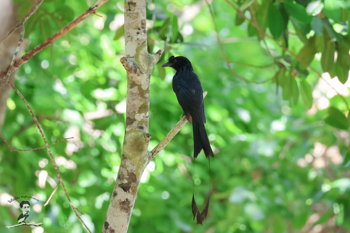 Greater Racket-tailed Drongo - ML573080031