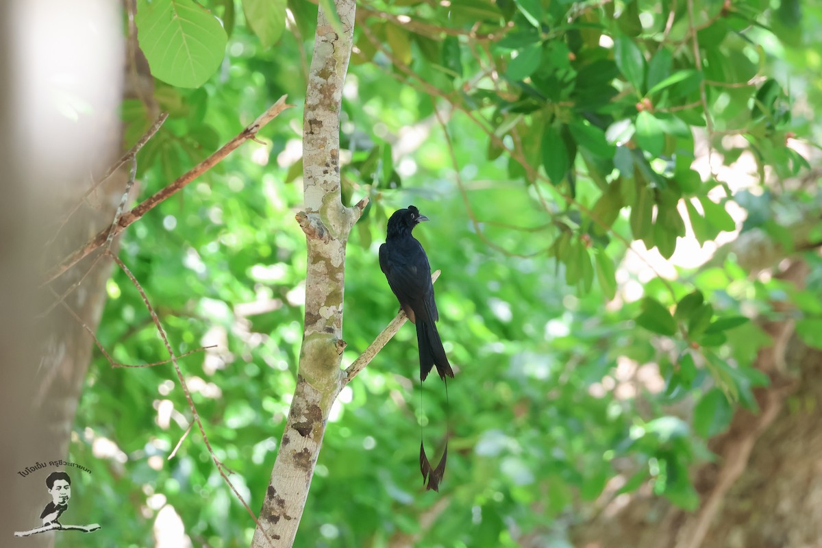 Greater Racket-tailed Drongo - ML573080041