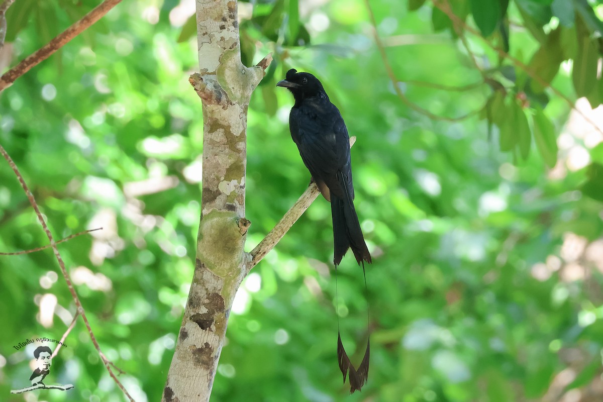 Greater Racket-tailed Drongo - ML573080051