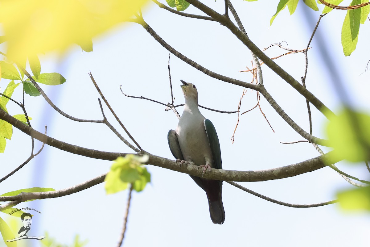 Green Imperial-Pigeon (Green) - ML573080371