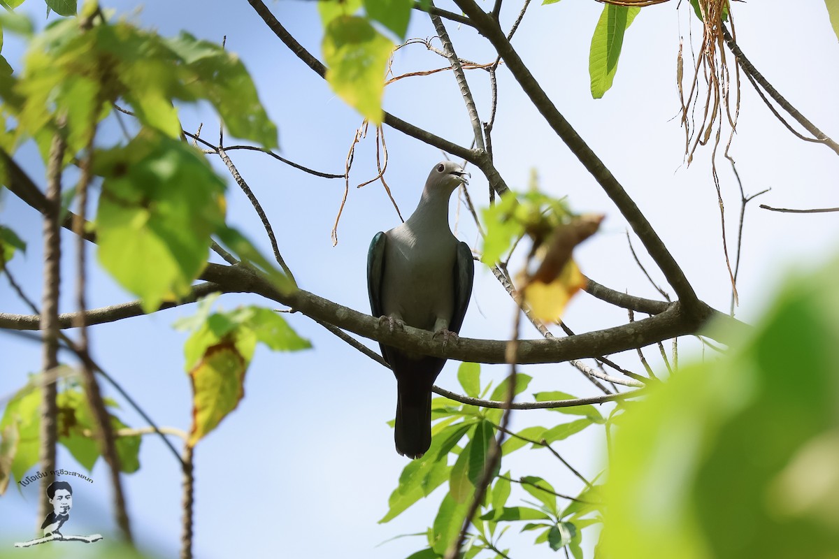 Green Imperial-Pigeon (Green) - ML573080381