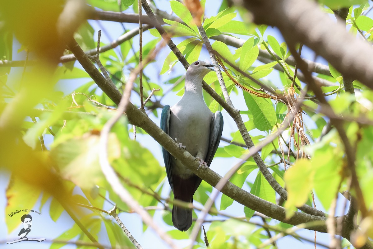 Green Imperial-Pigeon (Green) - Akekachoke Buranaanun