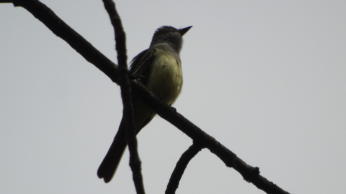 Great Crested Flycatcher - ML573081811