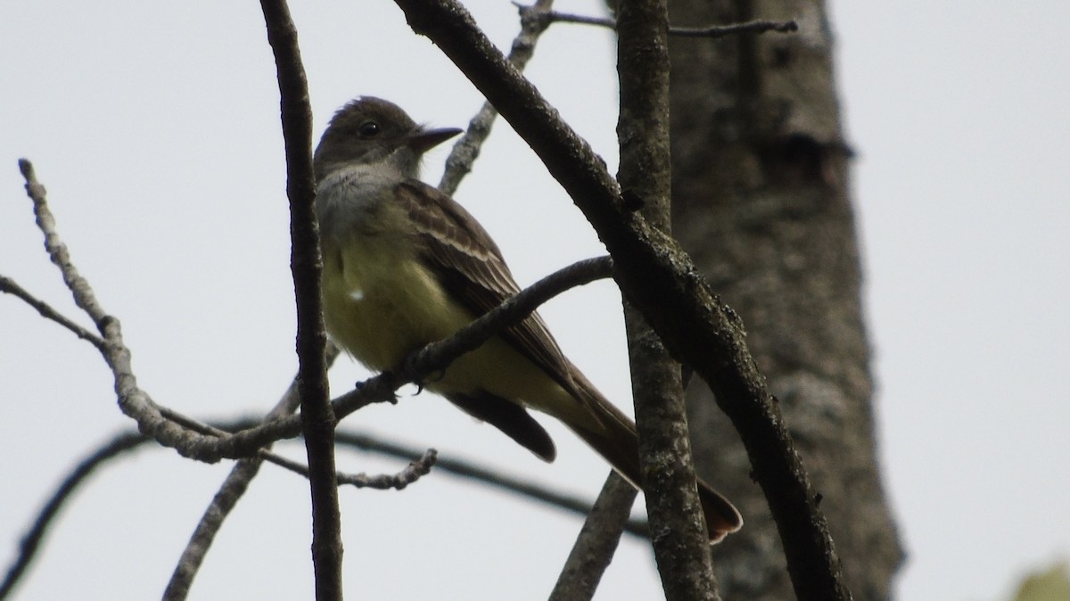 Great Crested Flycatcher - ML573081821