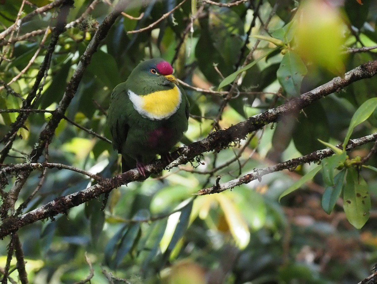 White-breasted Fruit-Dove - ML573082201