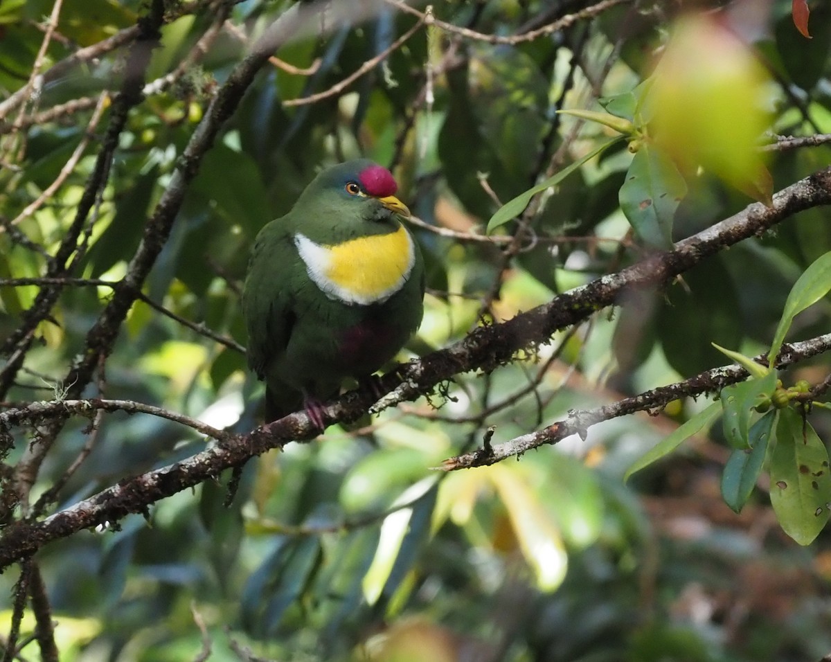 White-breasted Fruit-Dove - ML573082601
