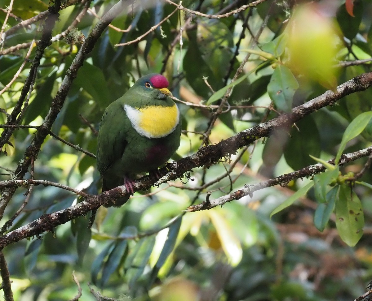 White-breasted Fruit-Dove - ML573083151