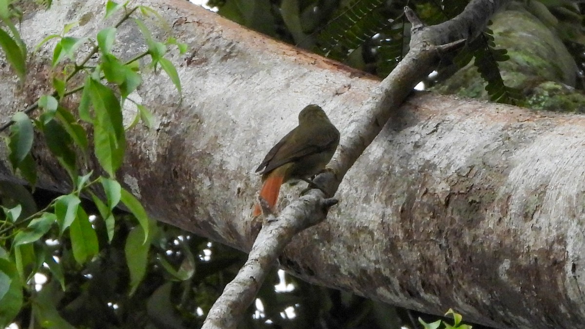 Rufous-tailed Foliage-gleaner - ML573091901