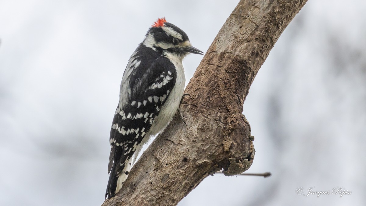 Downy Woodpecker - ML573094461