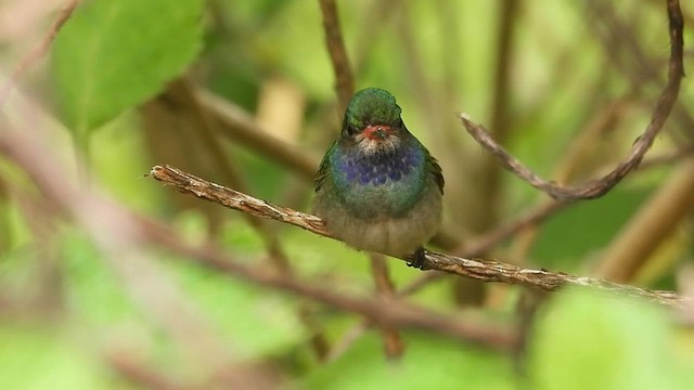 Blue-throated Goldentail - ML573095051