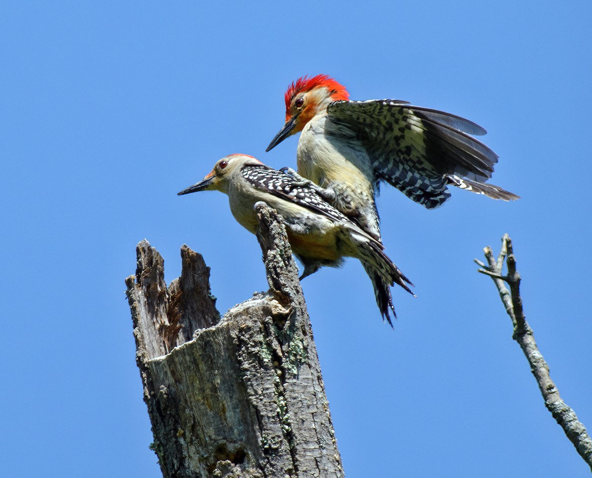 Red-bellied Woodpecker - Tom Warren