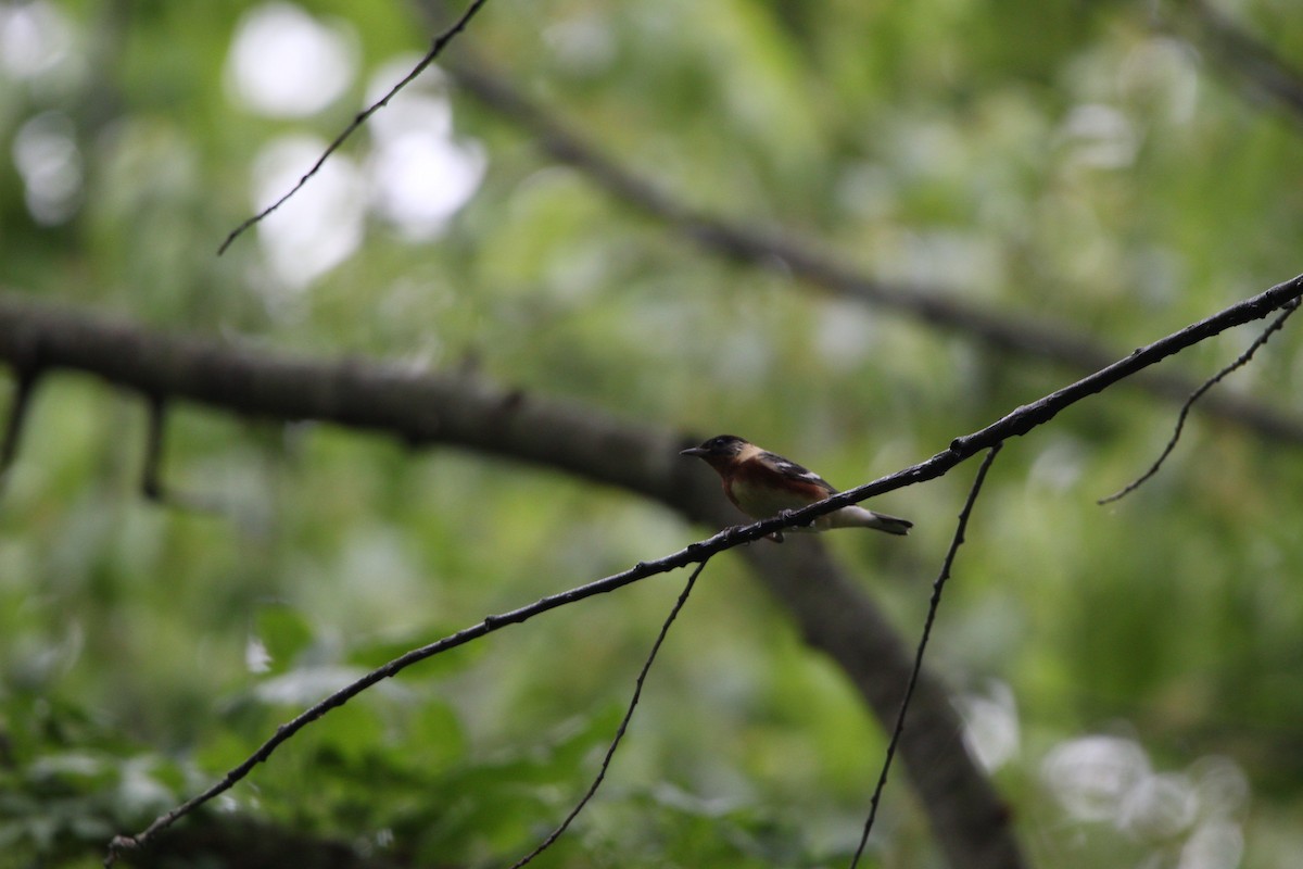 Bay-breasted Warbler - ML573097031