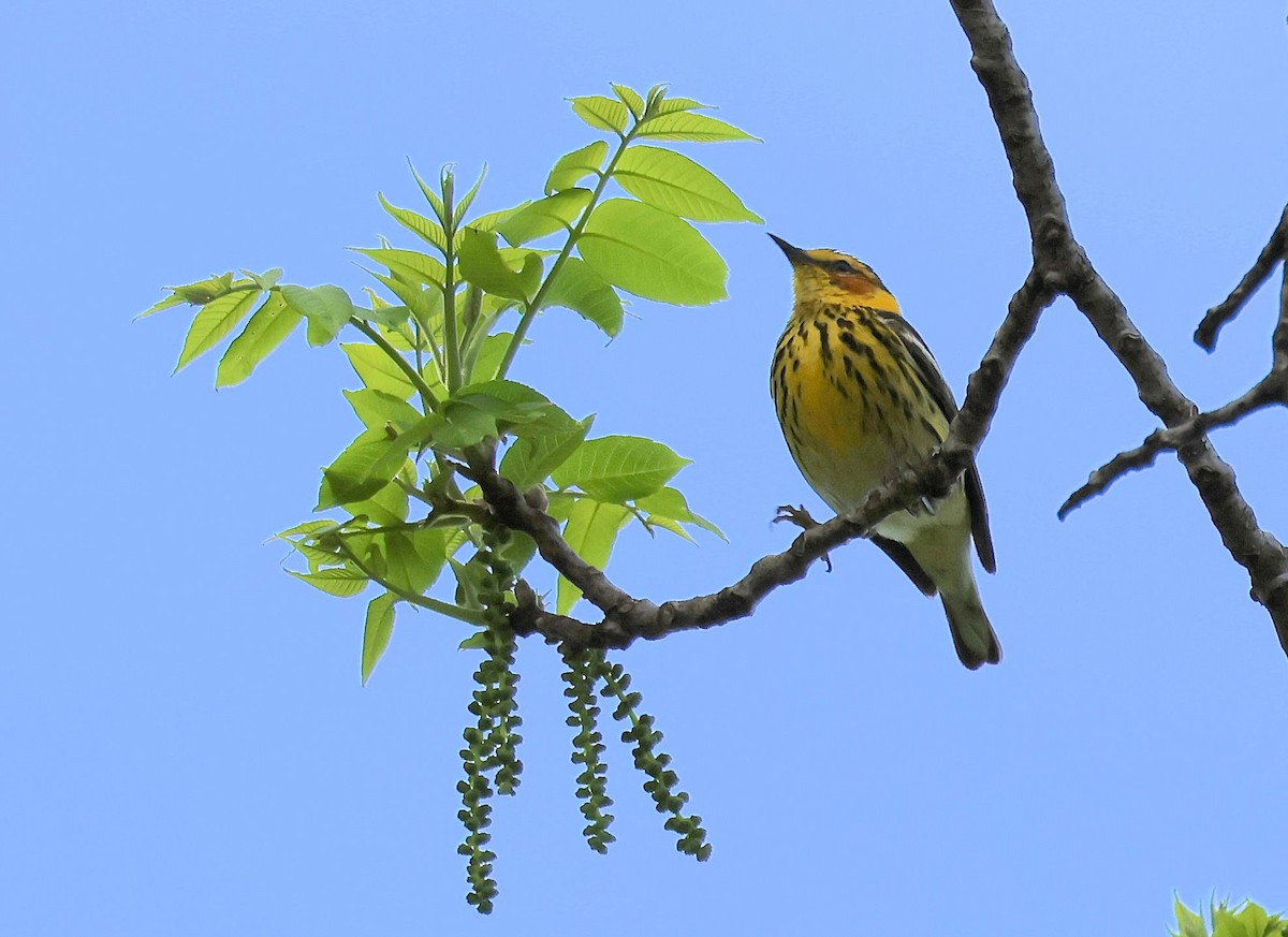 Cape May Warbler - ML573098101