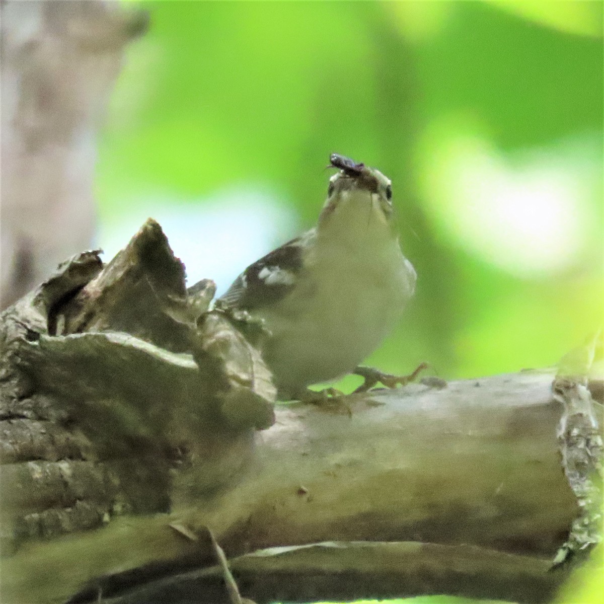 Black-and-white Warbler - ML573098231