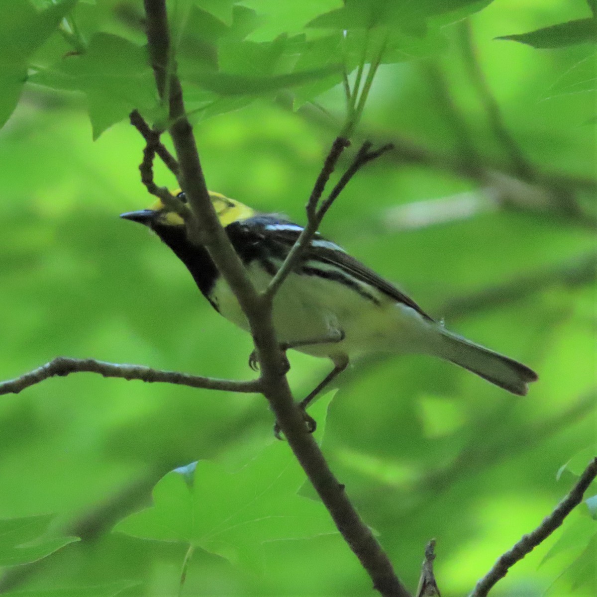 Black-throated Green Warbler - ML573098521