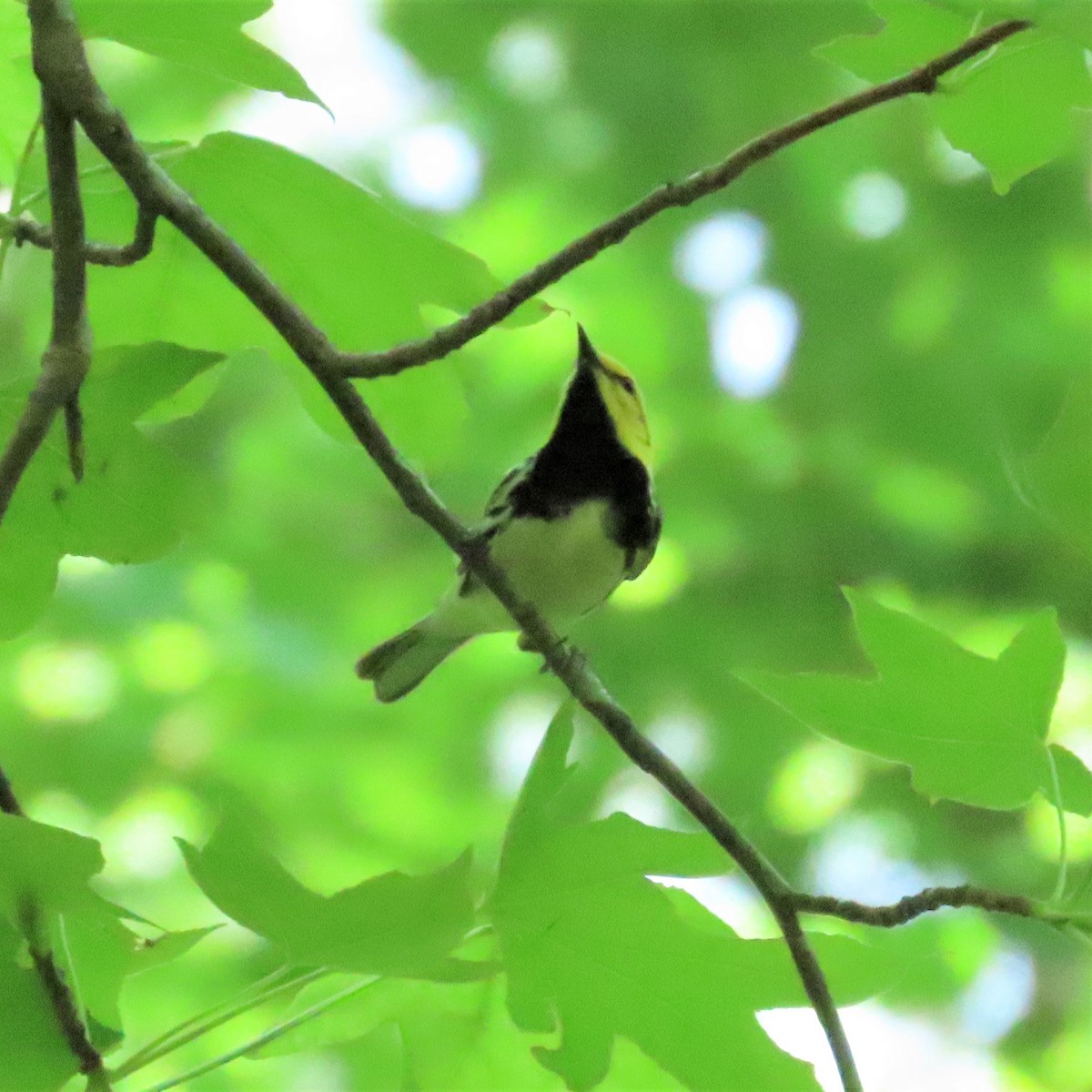 Black-throated Green Warbler - ML573098541