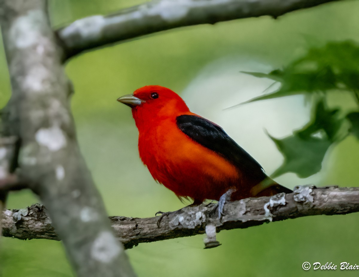 Scarlet Tanager - ML573100791