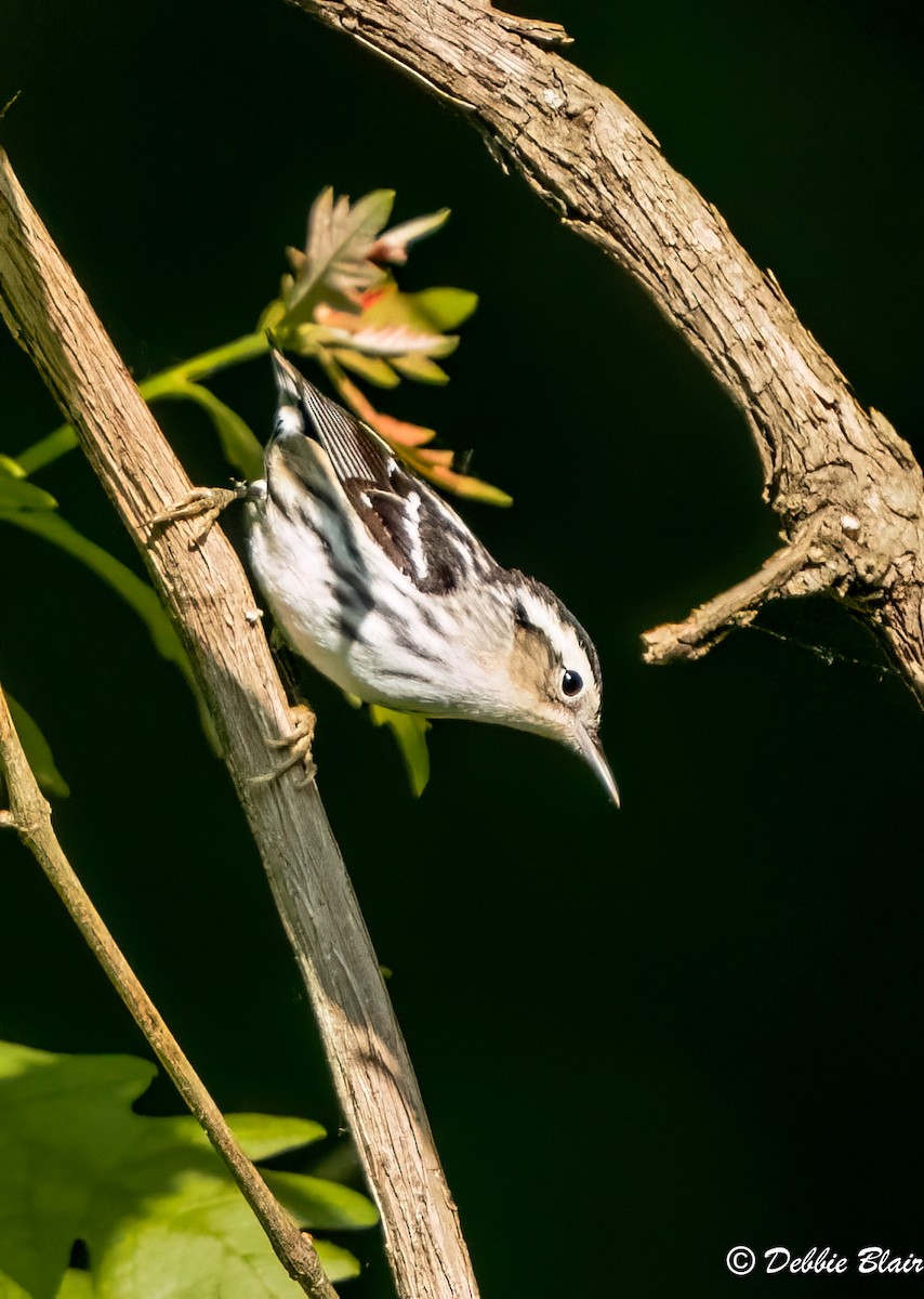 Black-and-white Warbler - ML573100891
