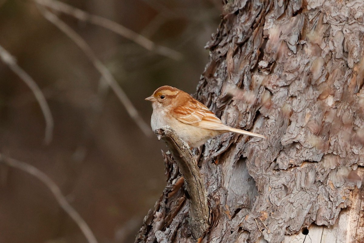 White-throated Sparrow - Ryan Steiner