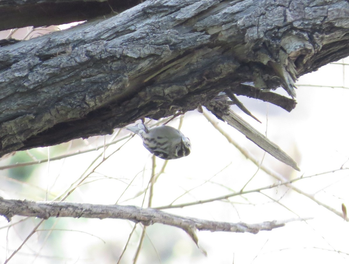 Black-and-white Warbler - ML573101691