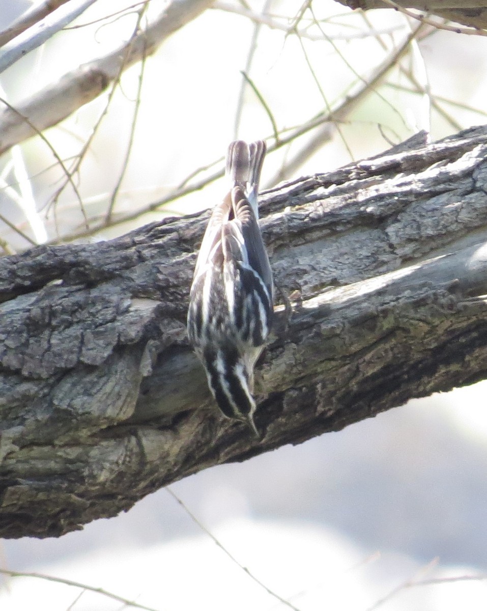 Black-and-white Warbler - ML573101711