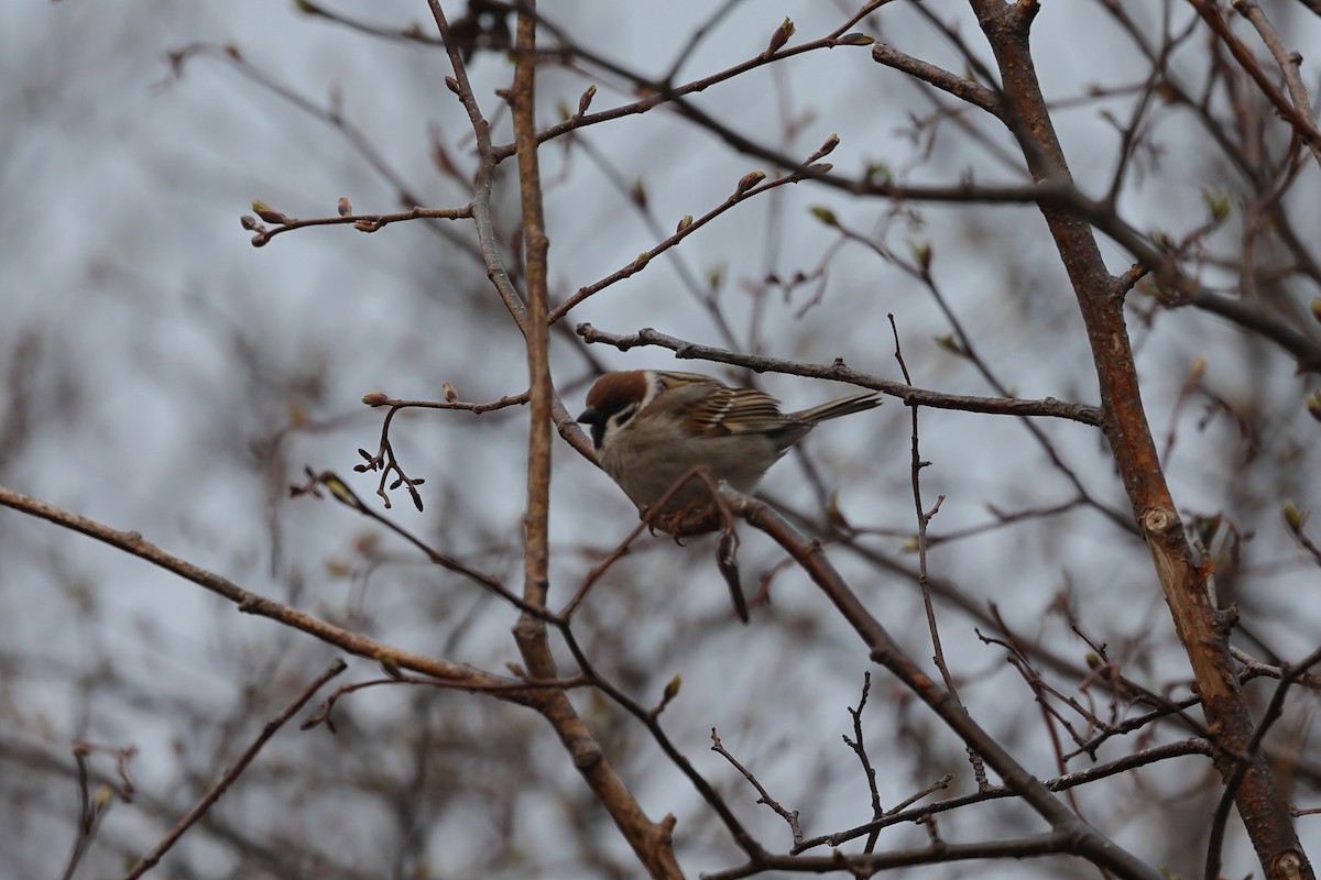 Eurasian Tree Sparrow - ML573102071