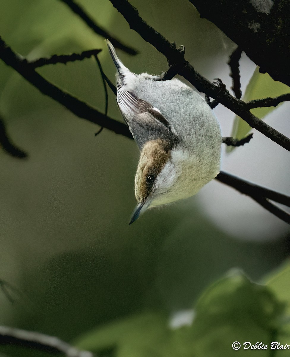 Brown-headed Nuthatch - ML573105121