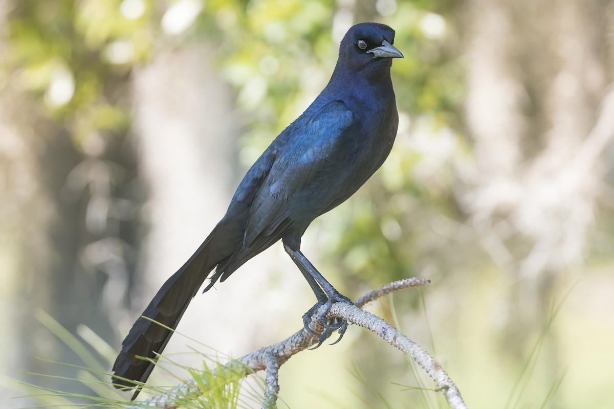 Boat-tailed Grackle - ML573108021