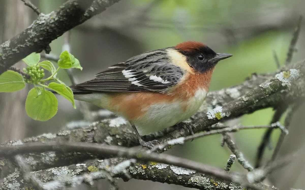 Bay-breasted Warbler - ML573109511