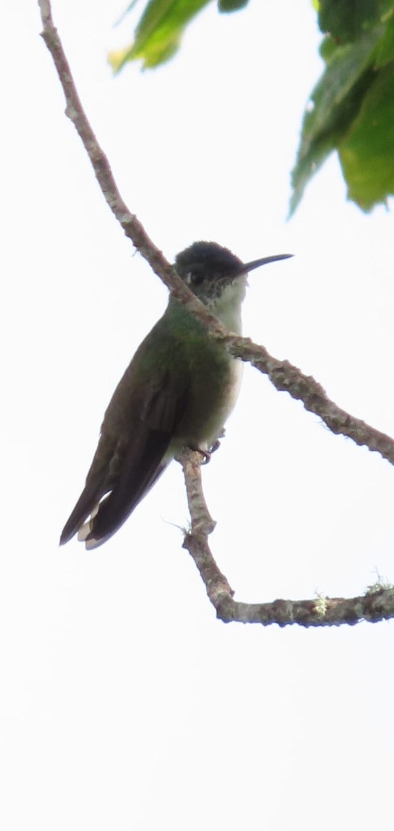 Azure-crowned Hummingbird - ML573112011