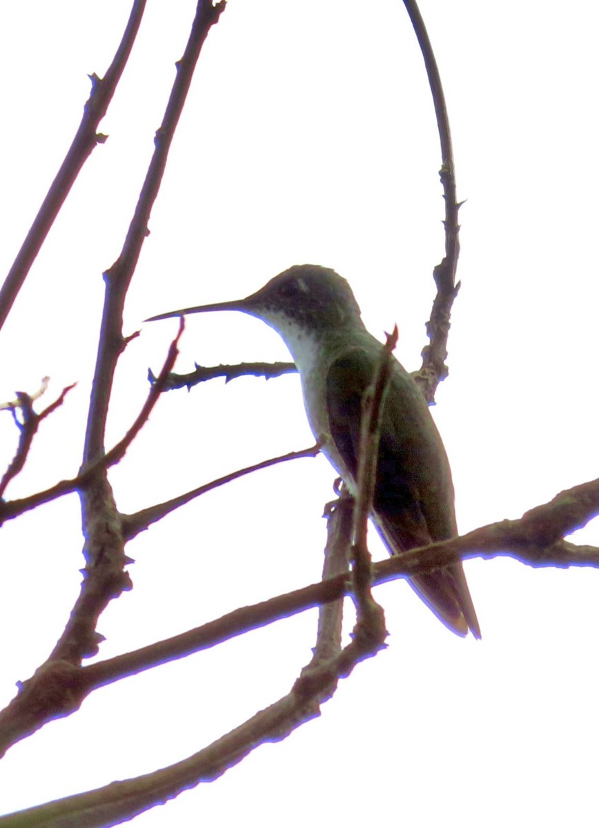 Azure-crowned Hummingbird - ML573112021