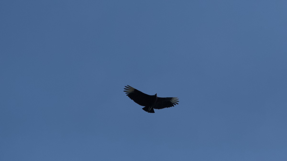 Black Vulture - ML573113931