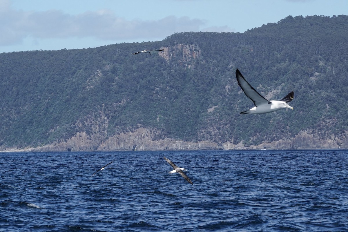 White-capped/Salvin's/Chatham Albatross - ML573124801