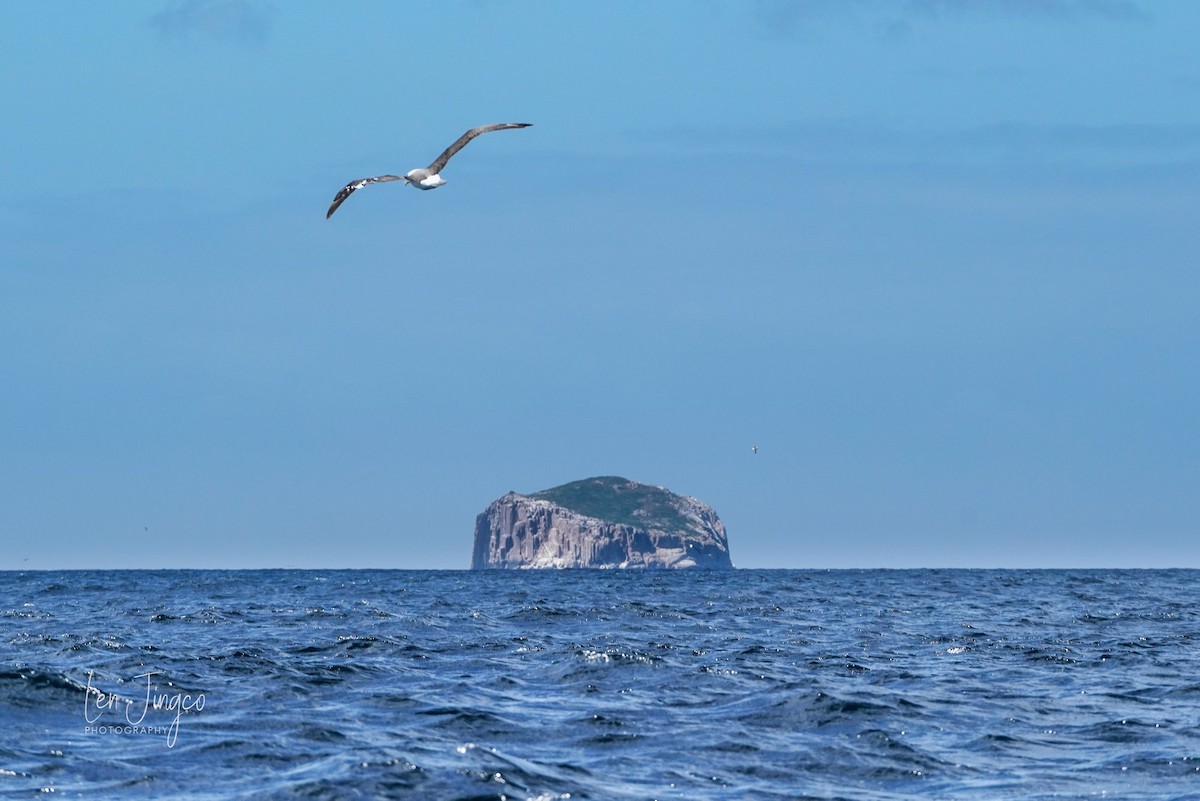 White-capped/Salvin's/Chatham Albatross - ML573124911