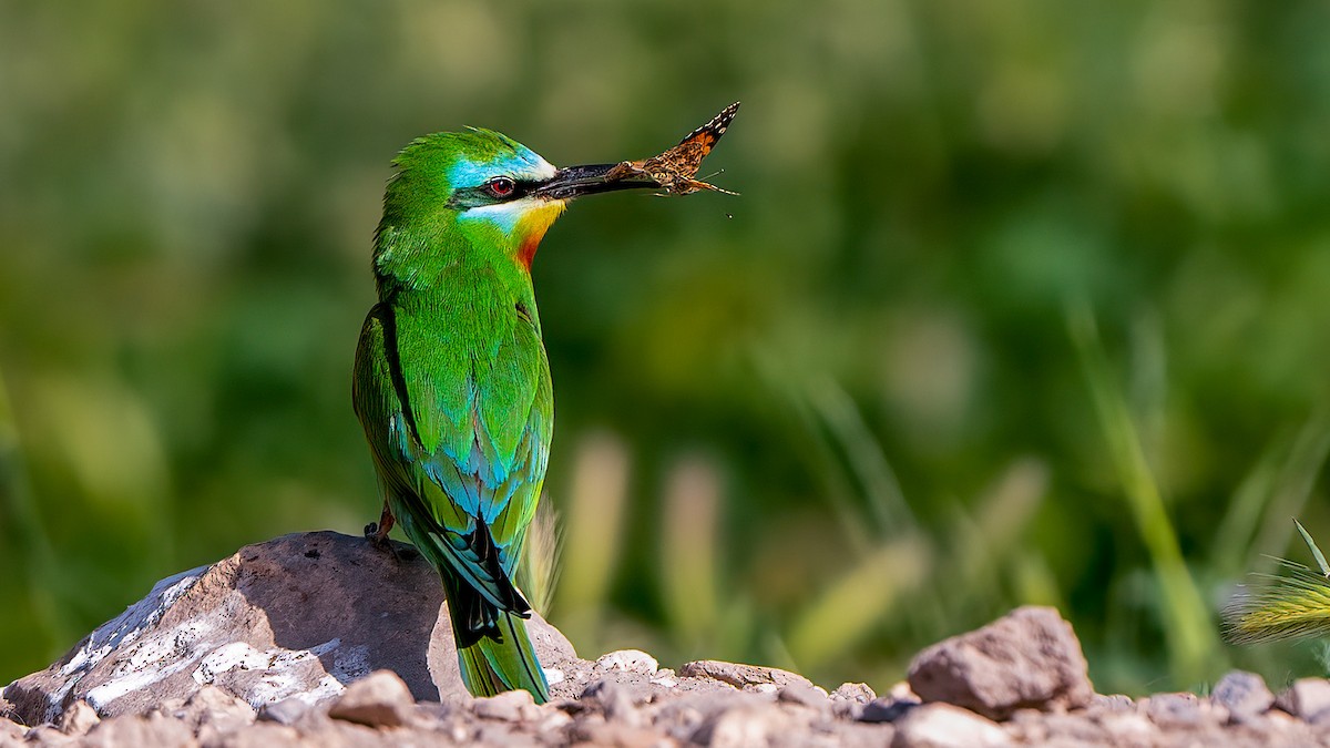 Blue-cheeked Bee-eater - ML573125811