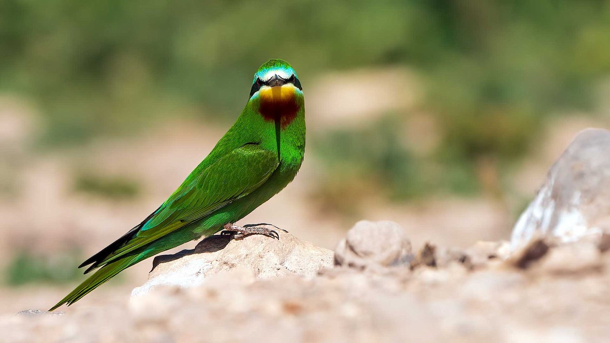 Blue-cheeked Bee-eater - ML573125851