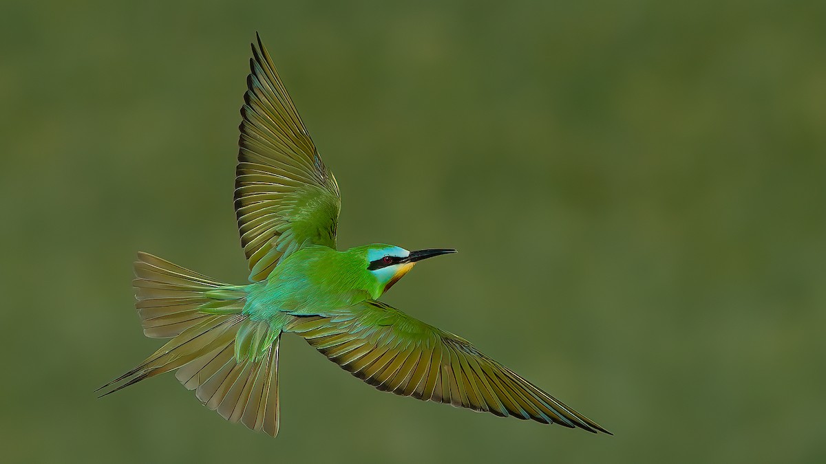 Blue-cheeked Bee-eater - ML573126161