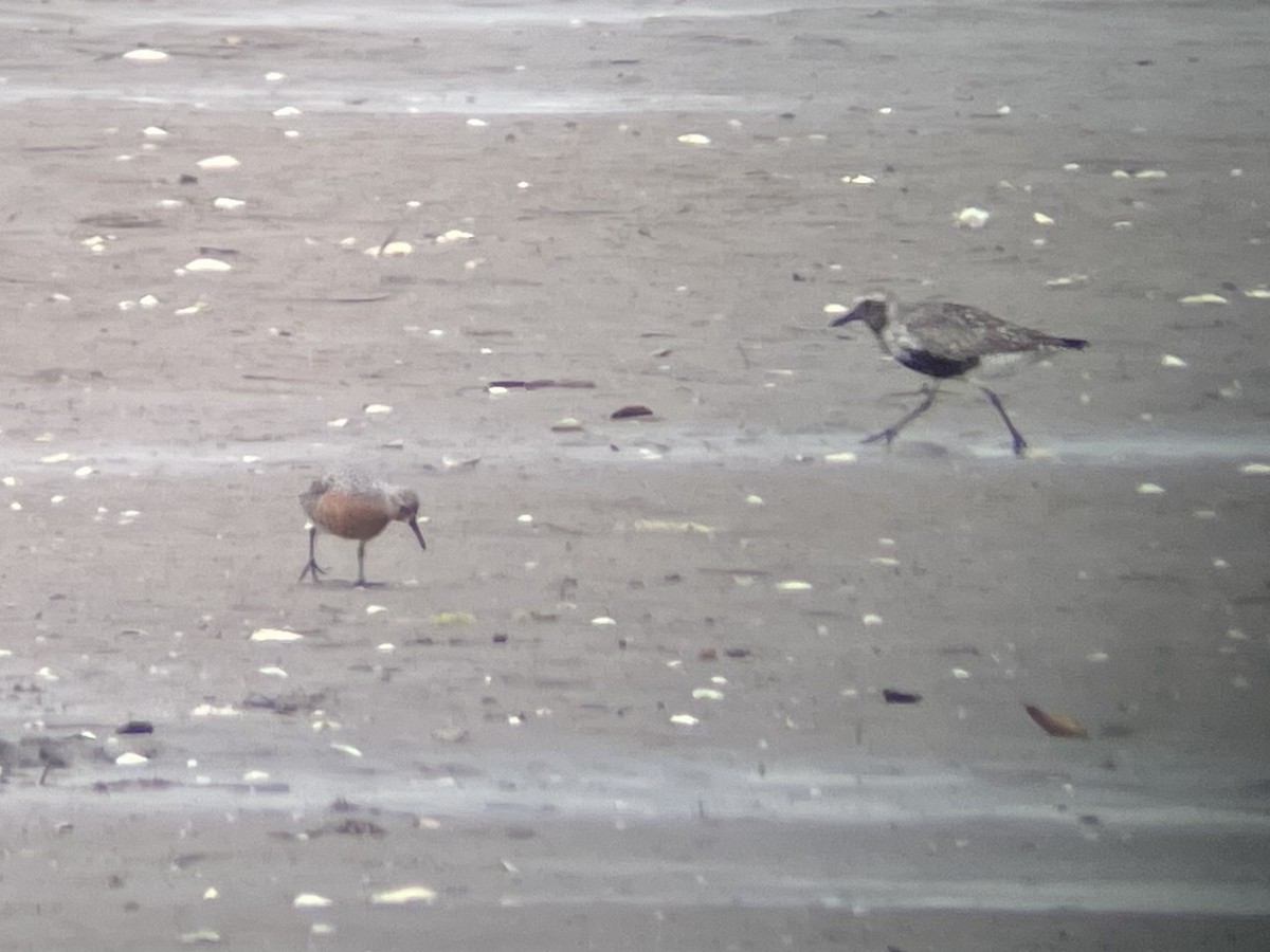 Red Knot - ML573134041