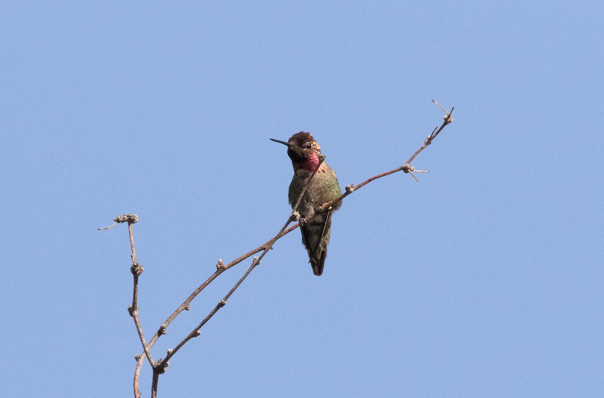 Anna's Hummingbird - ML573137011