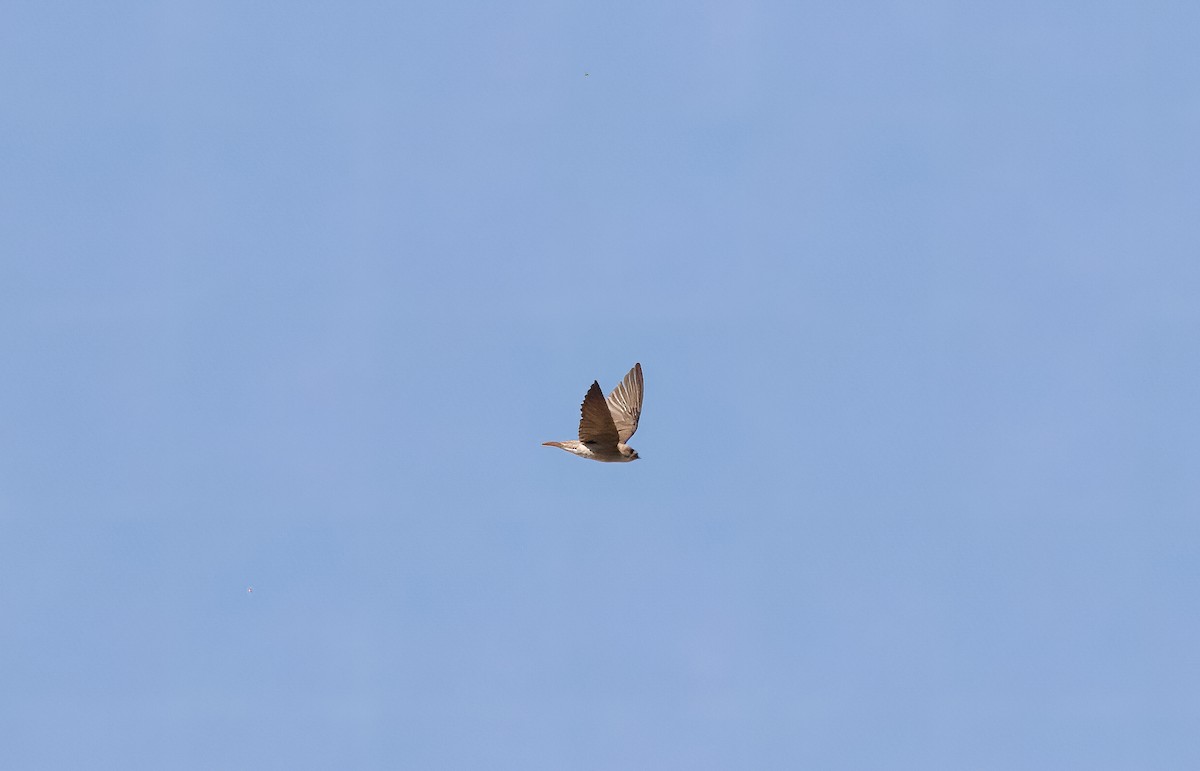 Northern Rough-winged Swallow - ML573137251