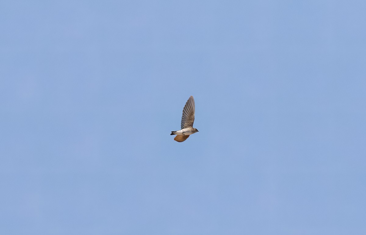 Northern Rough-winged Swallow - ML573137261