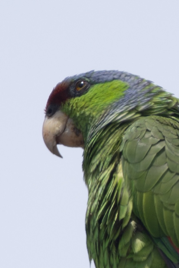 Lilac-crowned Parrot - ML573139021