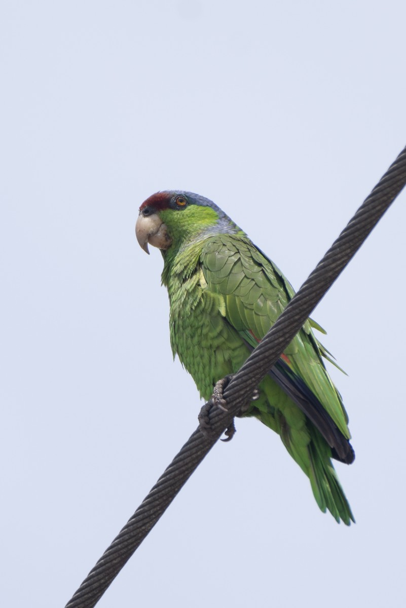 Lilac-crowned Parrot - ML573139031