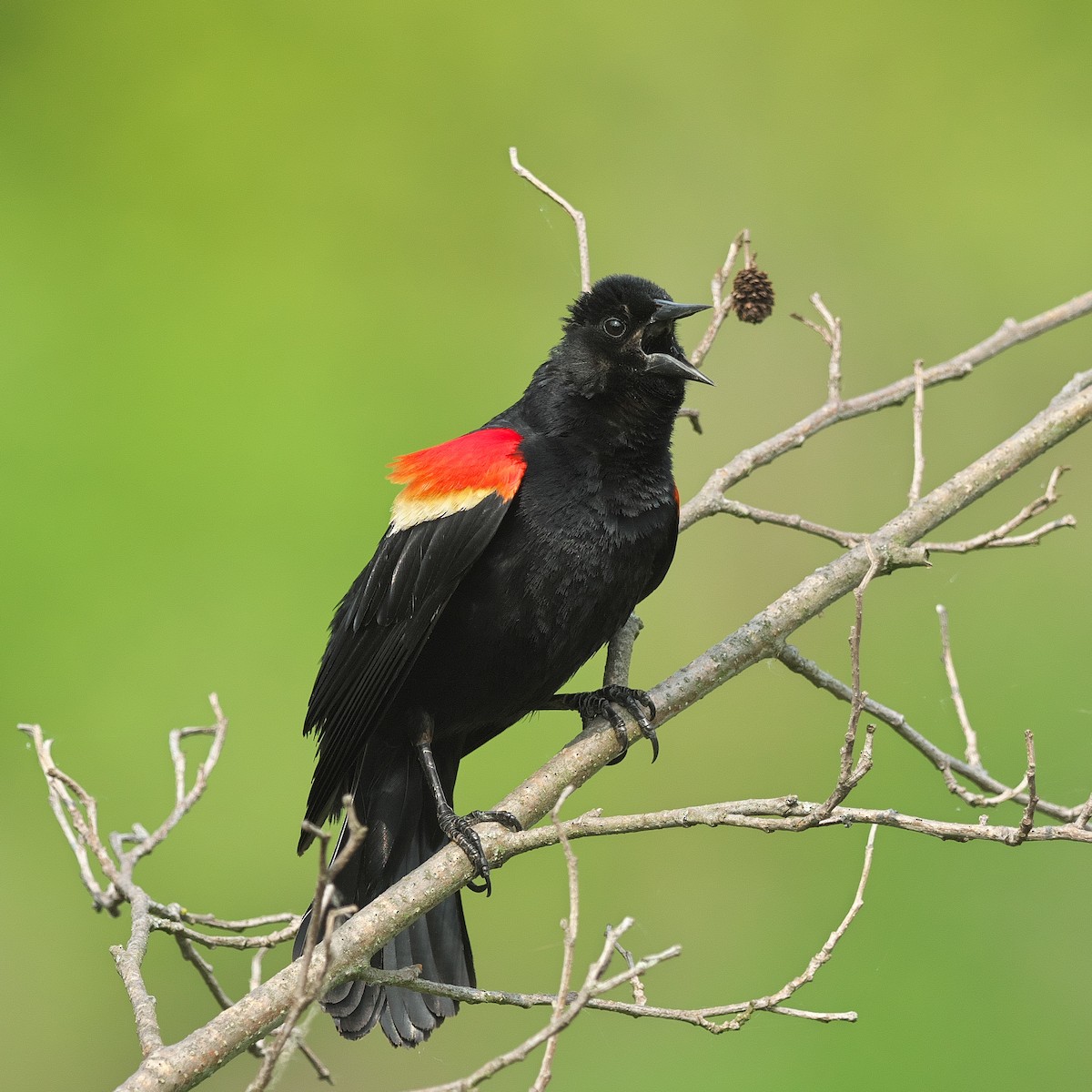 Red-winged Blackbird - ML573141561