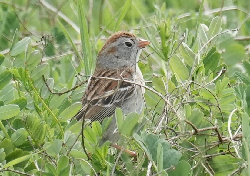 Field Sparrow - ML573148081