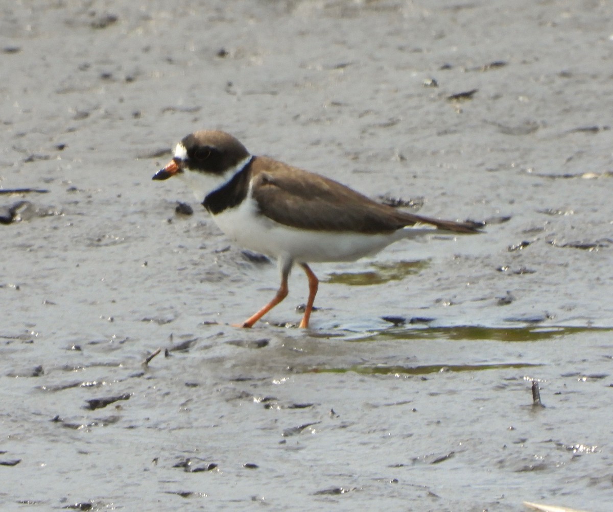 Semipalmated Plover - ML573148121