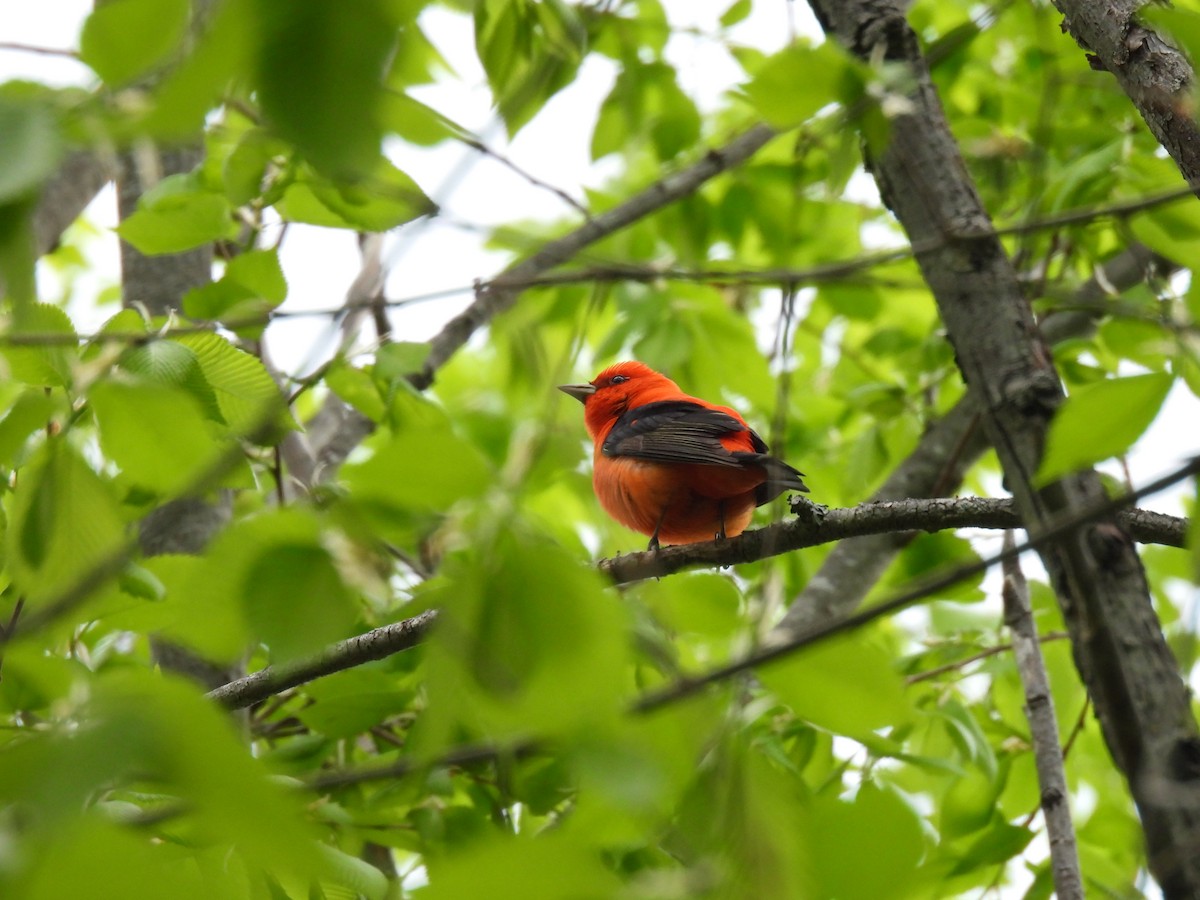 Scarlet Tanager - ML573155561